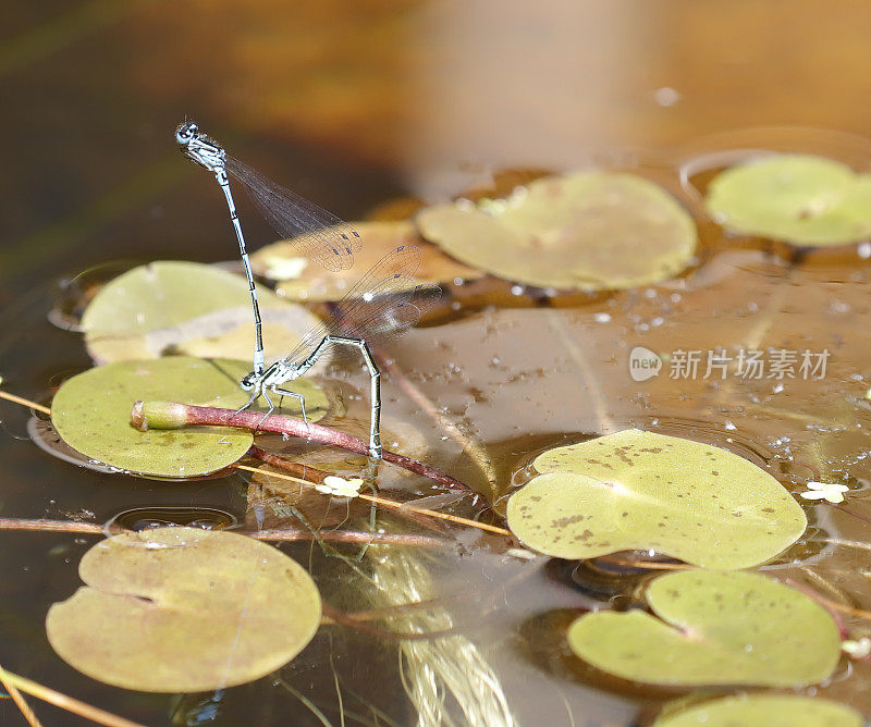 天蓝色(Coenagrion puella)交配